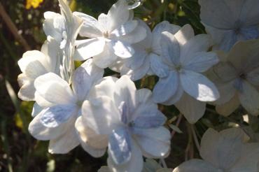 中秋の花火？｜「フローリストボンマルセ」　（富山県富山市の花キューピット加盟店 花屋）のブログ