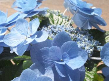 ☆アジサイ☆　魅惑のブルー｜「フローリストボンマルセ」　（富山県富山市の花キューピット加盟店 花屋）のブログ
