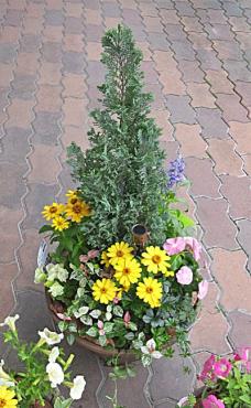 プランター寄せ植え｜「フローリストボンマルセ」　（富山県富山市の花キューピット加盟店 花屋）のブログ