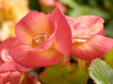 begonia