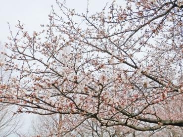 富山の桜です。｜「フローリストボンマルセ」　（富山県富山市の花キューピット加盟店 花屋）のブログ