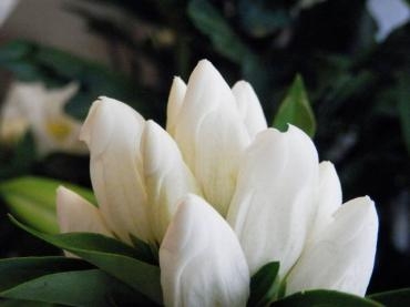 白のリンドウ｜「フローリストボンマルセ」　（富山県富山市の花キューピット加盟店 花屋）のブログ