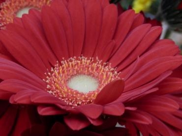 画像の赤色って…｜「フローリストボンマルセ」　（富山県富山市の花キューピット加盟店 花屋）のブログ