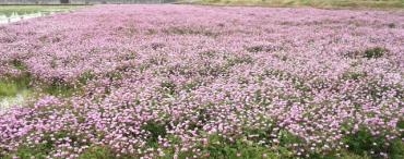 ピンクの絨毯。。(#^.^#)｜「フローリストボンマルセ」　（富山県富山市の花キューピット加盟店 花屋）のブログ
