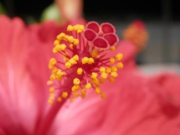 店内外の植物たち…ヽ(^。^)ノ｜「フローリストボンマルセ」　（富山県富山市の花キューピット加盟店 花屋）のブログ