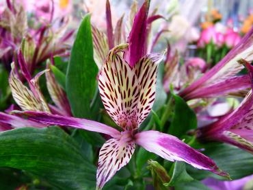素敵な色のアルストロ。(^O^)ｖ｜「フローリストボンマルセ」　（富山県富山市の花キューピット加盟店 花屋）のブログ