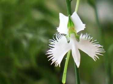 サギ草が咲いた。（＾◇＾）。｜「フローリストボンマルセ」　（富山県富山市の花キューピット加盟店 花屋）のブログ