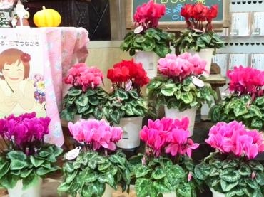 静かな火曜日、でも・・・(^_-)｜「フローリストボンマルセ」　（富山県富山市の花キューピット加盟店 花屋）のブログ