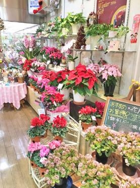 シーズンの花鉢がぞくぞくと。。（＾◇＾）。｜「フローリストボンマルセ」　（富山県富山市の花キューピット加盟店 花屋）のブログ