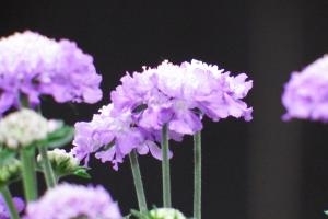 今週のおすすめ。ｖ(^ ^ｖ♪♪｜「フローリストボンマルセ」　（富山県富山市の花キューピット加盟店 花屋）のブログ
