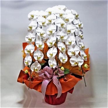 御祝の胡蝶蘭。(*^▽^*)「フローリストボンマルセ」（富山県富山市の花屋）のギャラリー写真